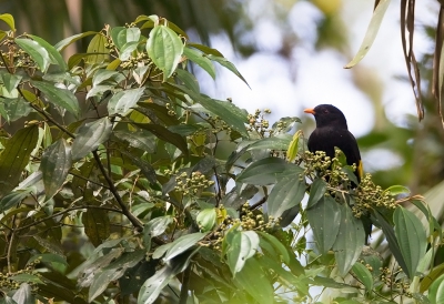 <i class='fa fa-user'></i>&nbsp;charlysax&nbsp;|   Zwart-gouden Cotinga&nbsp; <i class='fa fa-eye'>&nbsp;199</i> &nbsp; <i class='fa fa-comment-o'>&nbsp;3</i>