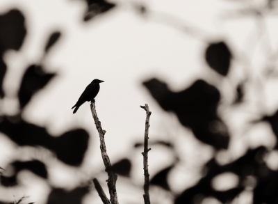 <i class='fa fa-user'></i>&nbsp;Anneke66&nbsp;|   Zwarte Kraai&nbsp; <i class='fa fa-eye'>&nbsp;391</i> &nbsp;<i class='fa fa-thumbs-up'>&nbsp;2</i> &nbsp; <i class='fa fa-comment-o'>&nbsp;16</i>