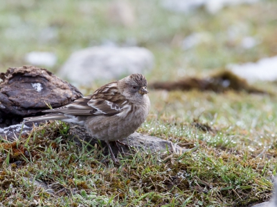 <i class='fa fa-user'></i>&nbsp;Paul van Giersbergen&nbsp;|   Hodgsons Bergvink&nbsp; <i class='fa fa-eye'>&nbsp;172</i> &nbsp; <i class='fa fa-comment-o'>&nbsp;0</i>
