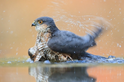 laatste van de sperwer deze keer lekker badderend en zichtbaar genietend van het verfrissende water