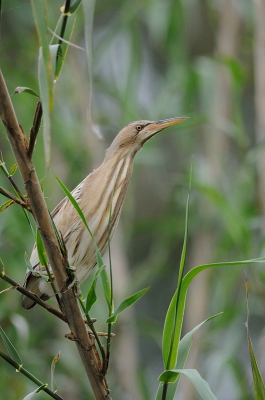 <i class='fa fa-user'></i>&nbsp;josephine&nbsp;|   Woudaap&nbsp; <i class='fa fa-eye'>&nbsp;501</i> &nbsp;<i class='fa fa-thumbs-up'>&nbsp;11</i> &nbsp; <i class='fa fa-comment-o'>&nbsp;23</i>