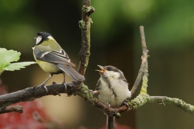 De winter door komen diverse vogelsoorten bij ons op en in de tuin naar voer zoeken. Vandaag kwam deze Koolmees samen met een jong opzoek naar voeren als de ouder in de buurt van het jong kwam bedelde deze voor voer.