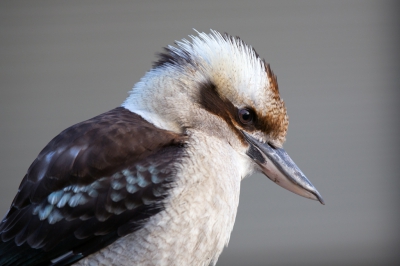 <i class='fa fa-user'></i>&nbsp;Froggies&nbsp;|   Kookaburra&nbsp; <i class='fa fa-eye'>&nbsp;288</i> &nbsp; <i class='fa fa-comment-o'>&nbsp;3</i>