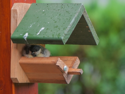 <i class='fa fa-user'></i>&nbsp;Wijnand van Buuren&nbsp;|   Koolmees&nbsp; <i class='fa fa-eye'>&nbsp;461</i> &nbsp;<i class='fa fa-thumbs-up'>&nbsp;3</i> &nbsp; <i class='fa fa-comment-o'>&nbsp;5</i>