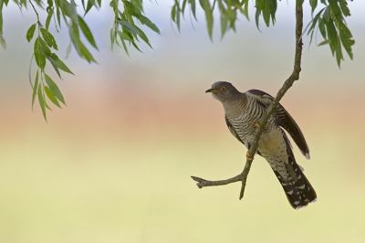 <i class='fa fa-user'></i>&nbsp;Bouke Atema&nbsp;|   Koekoek&nbsp; <i class='fa fa-eye'>&nbsp;625</i> &nbsp;<i class='fa fa-thumbs-up'>&nbsp;24</i> &nbsp; <i class='fa fa-comment-o'>&nbsp;19</i>