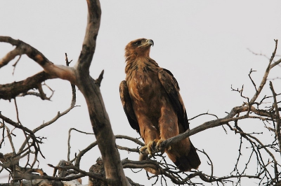 Veel voorkomende roofvogel in de Kalahari.