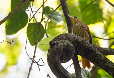 <i class='fa fa-user'></i>&nbsp;charlysax&nbsp;|   Wenkbrauwboomjager&nbsp; <i class='fa fa-eye'>&nbsp;212</i> &nbsp; <i class='fa fa-comment-o'>&nbsp;2</i>