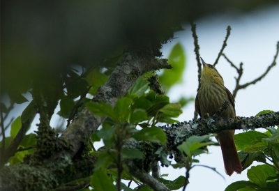 <i class='fa fa-user'></i>&nbsp;charlysax&nbsp;|   Priemsnavelxenops&nbsp; <i class='fa fa-eye'>&nbsp;217</i> &nbsp; <i class='fa fa-comment-o'>&nbsp;1</i>