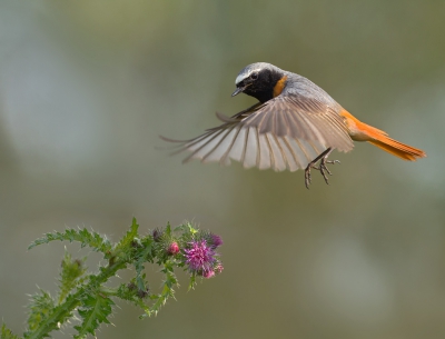 <i class='fa fa-user'></i>&nbsp;Ton D�pp&nbsp;|   Gekraagde Roodstaart&nbsp; <i class='fa fa-eye'>&nbsp;1012</i> &nbsp;<i class='fa fa-thumbs-up'>&nbsp;40</i> &nbsp; <i class='fa fa-comment-o'>&nbsp;27</i>