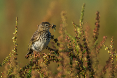 Graspieper met een snavel voedsel, in een setting van schapenzuring. Genomen in het morgenlicht in polder Arkemheen bij Nijkerk.