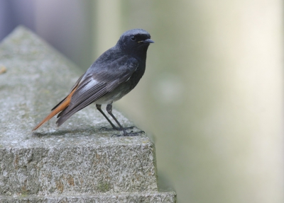 <i class='fa fa-user'></i>&nbsp;rietgors&nbsp;|   Zwarte Roodstaart&nbsp; <i class='fa fa-eye'>&nbsp;328</i> &nbsp;<i class='fa fa-thumbs-up'>&nbsp;2</i> &nbsp; <i class='fa fa-comment-o'>&nbsp;3</i>