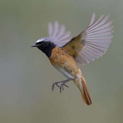 <i class='fa fa-user'></i>&nbsp;Henk Laverman&nbsp;|   Gekraagde Roodstaart&nbsp; <i class='fa fa-eye'>&nbsp;583</i> &nbsp;<i class='fa fa-thumbs-up'>&nbsp;13</i> &nbsp; <i class='fa fa-comment-o'>&nbsp;14</i>