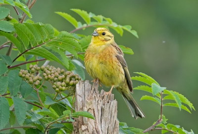 <i class='fa fa-user'></i>&nbsp;Jakob Keun&nbsp;|   Geelgors&nbsp; <i class='fa fa-eye'>&nbsp;364</i> &nbsp;<i class='fa fa-thumbs-up'>&nbsp;3</i> &nbsp; <i class='fa fa-comment-o'>&nbsp;11</i>