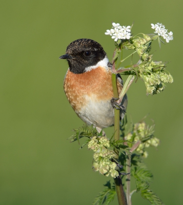 <i class='fa fa-user'></i>&nbsp;LeerdammerKees&nbsp;|   Roodborsttapuit&nbsp; <i class='fa fa-eye'>&nbsp;486</i> &nbsp;<i class='fa fa-thumbs-up'>&nbsp;15</i> &nbsp; <i class='fa fa-comment-o'>&nbsp;18</i>