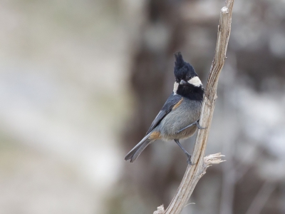 <i class='fa fa-user'></i>&nbsp;Paul van Giersbergen&nbsp;|   Roodbuikmees&nbsp; <i class='fa fa-eye'>&nbsp;234</i> &nbsp; <i class='fa fa-comment-o'>&nbsp;1</i>