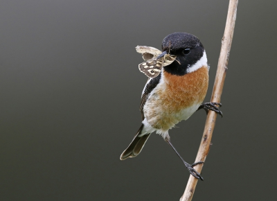 <i class='fa fa-user'></i>&nbsp;Gejo Wassink&nbsp;|   Roodborsttapuit&nbsp; <i class='fa fa-eye'>&nbsp;382</i> &nbsp;<i class='fa fa-thumbs-up'>&nbsp;2</i> &nbsp; <i class='fa fa-comment-o'>&nbsp;11</i>