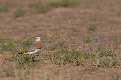 <i class='fa fa-user'></i>&nbsp;JHR&nbsp;|   Kaspische Plevier&nbsp; <i class='fa fa-eye'>&nbsp;206</i> &nbsp; <i class='fa fa-comment-o'>&nbsp;1</i>