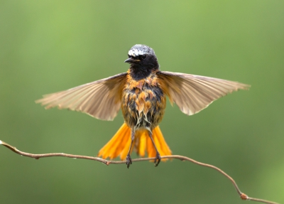 <i class='fa fa-user'></i>&nbsp;Ton D�pp&nbsp;|   Gekraagde Roodstaart&nbsp; <i class='fa fa-eye'>&nbsp;648</i> &nbsp;<i class='fa fa-thumbs-up'>&nbsp;6</i> &nbsp; <i class='fa fa-comment-o'>&nbsp;15</i>