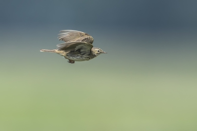 <i class='fa fa-user'></i>&nbsp;Jaap van Rotten&nbsp;|   Graspieper&nbsp; <i class='fa fa-eye'>&nbsp;367</i> &nbsp;<i class='fa fa-thumbs-up'>&nbsp;5</i> &nbsp; <i class='fa fa-comment-o'>&nbsp;8</i>