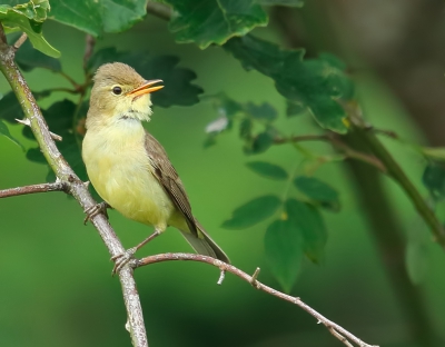 <i class='fa fa-user'></i>&nbsp;loek van de Leur&nbsp;|   Orpheusspotvogel&nbsp; <i class='fa fa-eye'>&nbsp;301</i> &nbsp; <i class='fa fa-comment-o'>&nbsp;4</i>