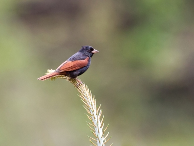 <i class='fa fa-user'></i>&nbsp;Paul van Giersbergen&nbsp;|   Kuifgors&nbsp; <i class='fa fa-eye'>&nbsp;274</i> &nbsp; <i class='fa fa-comment-o'>&nbsp;2</i>