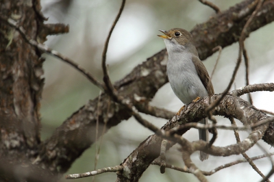 <i class='fa fa-user'></i>&nbsp;Martjan Lammertink&nbsp;|   Cubaanse Solitaire&nbsp; <i class='fa fa-eye'>&nbsp;210</i> &nbsp; <i class='fa fa-comment-o'>&nbsp;6</i>