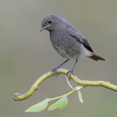 <i class='fa fa-user'></i>&nbsp;Henk Laverman&nbsp;|   Zwarte Roodstaart&nbsp; <i class='fa fa-eye'>&nbsp;424</i> &nbsp;<i class='fa fa-thumbs-up'>&nbsp;5</i> &nbsp; <i class='fa fa-comment-o'>&nbsp;9</i>