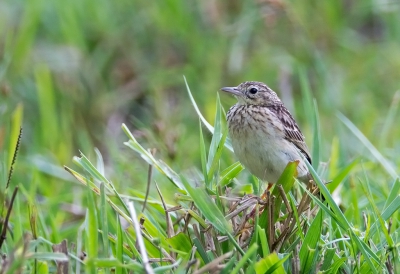 <i class='fa fa-user'></i>&nbsp;charlysax&nbsp;|   Gele Pieper&nbsp; <i class='fa fa-eye'>&nbsp;217</i> &nbsp; <i class='fa fa-comment-o'>&nbsp;1</i>