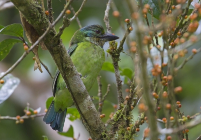 <i class='fa fa-user'></i>&nbsp;Thomas Luiten&nbsp;|   Bergbaardvogel&nbsp; <i class='fa fa-eye'>&nbsp;206</i> &nbsp; <i class='fa fa-comment-o'>&nbsp;2</i>