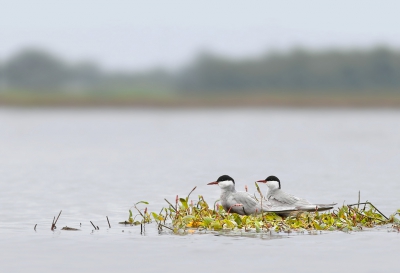 <i class='fa fa-user'></i>&nbsp;thijsglastra&nbsp;|   Witwangstern&nbsp; <i class='fa fa-eye'>&nbsp;536</i> &nbsp;<i class='fa fa-thumbs-up'>&nbsp;8</i> &nbsp; <i class='fa fa-comment-o'>&nbsp;16</i>