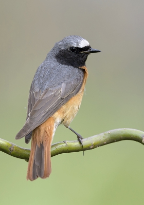 <i class='fa fa-user'></i>&nbsp;Henk Laverman&nbsp;|   Gekraagde Roodstaart&nbsp; <i class='fa fa-eye'>&nbsp;433</i> &nbsp;<i class='fa fa-thumbs-up'>&nbsp;4</i> &nbsp; <i class='fa fa-comment-o'>&nbsp;4</i>