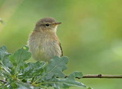 <i class='fa fa-user'></i>&nbsp;Jakob Keun&nbsp;|   Tjiftjaf&nbsp; <i class='fa fa-eye'>&nbsp;217</i> &nbsp; <i class='fa fa-comment-o'>&nbsp;1</i>