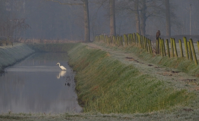 <i class='fa fa-user'></i>&nbsp;sieb&nbsp;|   Grote Zilverreiger&nbsp; <i class='fa fa-eye'>&nbsp;783</i> &nbsp;<i class='fa fa-thumbs-up'>&nbsp;8</i> &nbsp; <i class='fa fa-comment-o'>&nbsp;13</i>
