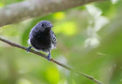 <i class='fa fa-user'></i>&nbsp;charlysax&nbsp;|   Zilverflankmiersluiper&nbsp; <i class='fa fa-eye'>&nbsp;186</i> &nbsp; <i class='fa fa-comment-o'>&nbsp;2</i>