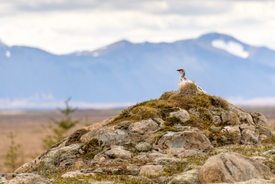 <i class='fa fa-user'></i>&nbsp;jwchess&nbsp;|   Alpensneeuwhoen&nbsp; <i class='fa fa-eye'>&nbsp;454</i> &nbsp;<i class='fa fa-thumbs-up'>&nbsp;5</i> &nbsp; <i class='fa fa-comment-o'>&nbsp;6</i>