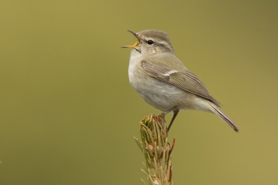 <i class='fa fa-user'></i>&nbsp;david&nbsp;|   Humes Bladkoning&nbsp; <i class='fa fa-eye'>&nbsp;489</i> &nbsp;<i class='fa fa-thumbs-up'>&nbsp;7</i> &nbsp; <i class='fa fa-comment-o'>&nbsp;5</i>