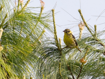 <i class='fa fa-user'></i>&nbsp;Paul van Giersbergen&nbsp;|   Himalayagroenling&nbsp; <i class='fa fa-eye'>&nbsp;202</i> &nbsp; <i class='fa fa-comment-o'>&nbsp;0</i>