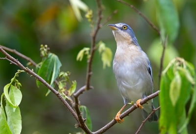 <i class='fa fa-user'></i>&nbsp;charlysax&nbsp;|   Kaptangare&nbsp; <i class='fa fa-eye'>&nbsp;168</i> &nbsp;<i class='fa fa-thumbs-up'>&nbsp;1</i> &nbsp; <i class='fa fa-comment-o'>&nbsp;2</i>