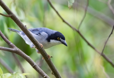 <i class='fa fa-user'></i>&nbsp;charlysax&nbsp;|   Kaptangare&nbsp; <i class='fa fa-eye'>&nbsp;197</i> &nbsp; <i class='fa fa-comment-o'>&nbsp;2</i>