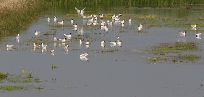 <i class='fa fa-user'></i>&nbsp;rietgors&nbsp;|   Zwartkopmeeuw&nbsp; <i class='fa fa-eye'>&nbsp;655</i> &nbsp; <i class='fa fa-comment-o'>&nbsp;4</i>