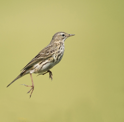 <i class='fa fa-user'></i>&nbsp;Wilfried Solarz&nbsp;|   Graspieper&nbsp; <i class='fa fa-eye'>&nbsp;302</i> &nbsp;<i class='fa fa-thumbs-up'>&nbsp;5</i> &nbsp; <i class='fa fa-comment-o'>&nbsp;9</i>