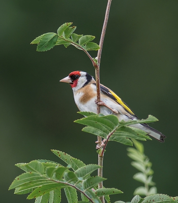 <i class='fa fa-user'></i>&nbsp;Hillebrand Keun&nbsp;|   Putter&nbsp; <i class='fa fa-eye'>&nbsp;293</i> &nbsp; <i class='fa fa-comment-o'>&nbsp;2</i>