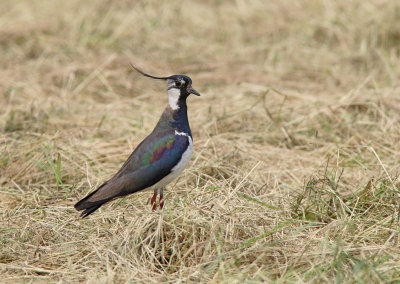 Vandaag mijn nieuwe camera uitgeprobeerd in een poging weidevogels vast te leggen. Ik vind deze Kievit wel aardig gelukt.