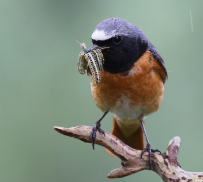 <i class='fa fa-user'></i>&nbsp;Ton D�pp&nbsp;|   Gekraagde Roodstaart&nbsp; <i class='fa fa-eye'>&nbsp;438</i> &nbsp; <i class='fa fa-comment-o'>&nbsp;4</i>