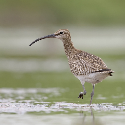 <i class='fa fa-user'></i>&nbsp;Henk Laverman&nbsp;|   Regenwulp&nbsp; <i class='fa fa-eye'>&nbsp;464</i> &nbsp;<i class='fa fa-thumbs-up'>&nbsp;4</i> &nbsp; <i class='fa fa-comment-o'>&nbsp;4</i>