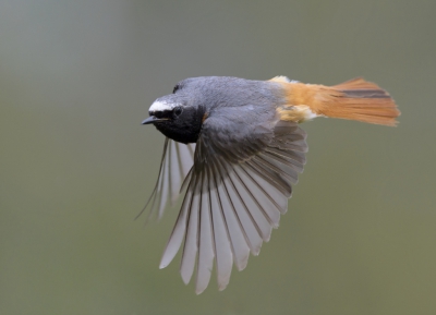 <i class='fa fa-user'></i>&nbsp;Henk Laverman&nbsp;|   Gekraagde Roodstaart&nbsp; <i class='fa fa-eye'>&nbsp;396</i> &nbsp;<i class='fa fa-thumbs-up'>&nbsp;9</i> &nbsp; <i class='fa fa-comment-o'>&nbsp;14</i>