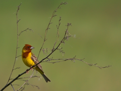 <i class='fa fa-user'></i>&nbsp;JHR&nbsp;|   Bruinkopgors&nbsp; <i class='fa fa-eye'>&nbsp;260</i> &nbsp;<i class='fa fa-thumbs-up'>&nbsp;2</i> &nbsp; <i class='fa fa-comment-o'>&nbsp;3</i>