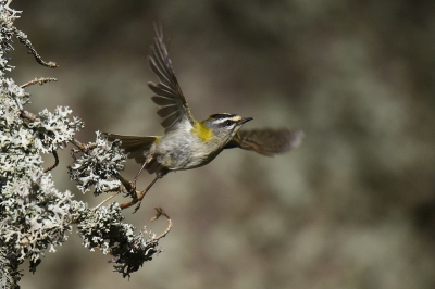 <i class='fa fa-user'></i>&nbsp;Gerard Visser&nbsp;|   Vuurgoudhaan&nbsp; <i class='fa fa-eye'>&nbsp;384</i> &nbsp;<i class='fa fa-thumbs-up'>&nbsp;8</i> &nbsp; <i class='fa fa-comment-o'>&nbsp;8</i>