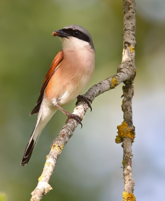 <i class='fa fa-user'></i>&nbsp;loek van de Leur&nbsp;|   Grauwe Klauwier&nbsp; <i class='fa fa-eye'>&nbsp;534</i> &nbsp;<i class='fa fa-thumbs-up'>&nbsp;14</i> &nbsp; <i class='fa fa-comment-o'>&nbsp;13</i>