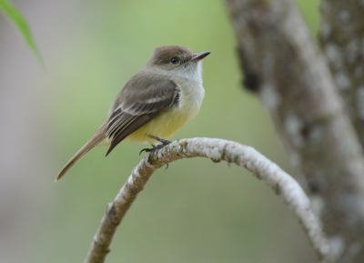 <i class='fa fa-user'></i>&nbsp;ko katsman&nbsp;|   Gal�pagostiran&nbsp; <i class='fa fa-eye'>&nbsp;232</i> &nbsp; <i class='fa fa-comment-o'>&nbsp;1</i>